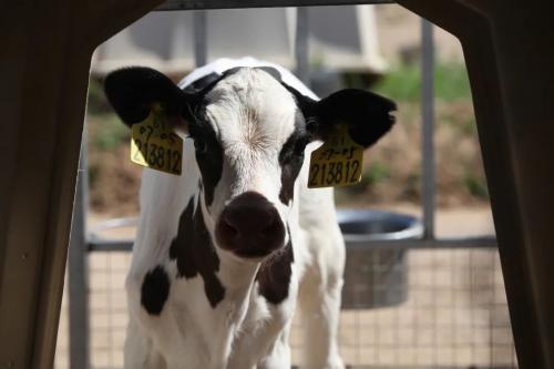 一滴牛奶背后的“超級力量”