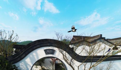 合景泰富25周年記： 特色城鎮的新探索 云上的美好生活