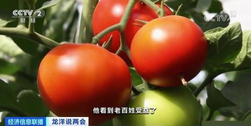 中國糧，用中國種！