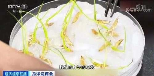 中國糧，用中國種！